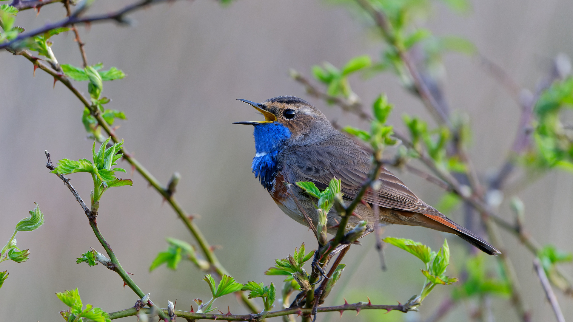 Blaukehlchen aus bester Nähe