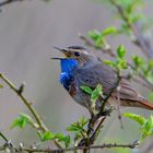 Blaukehlchen aus bester Nähe