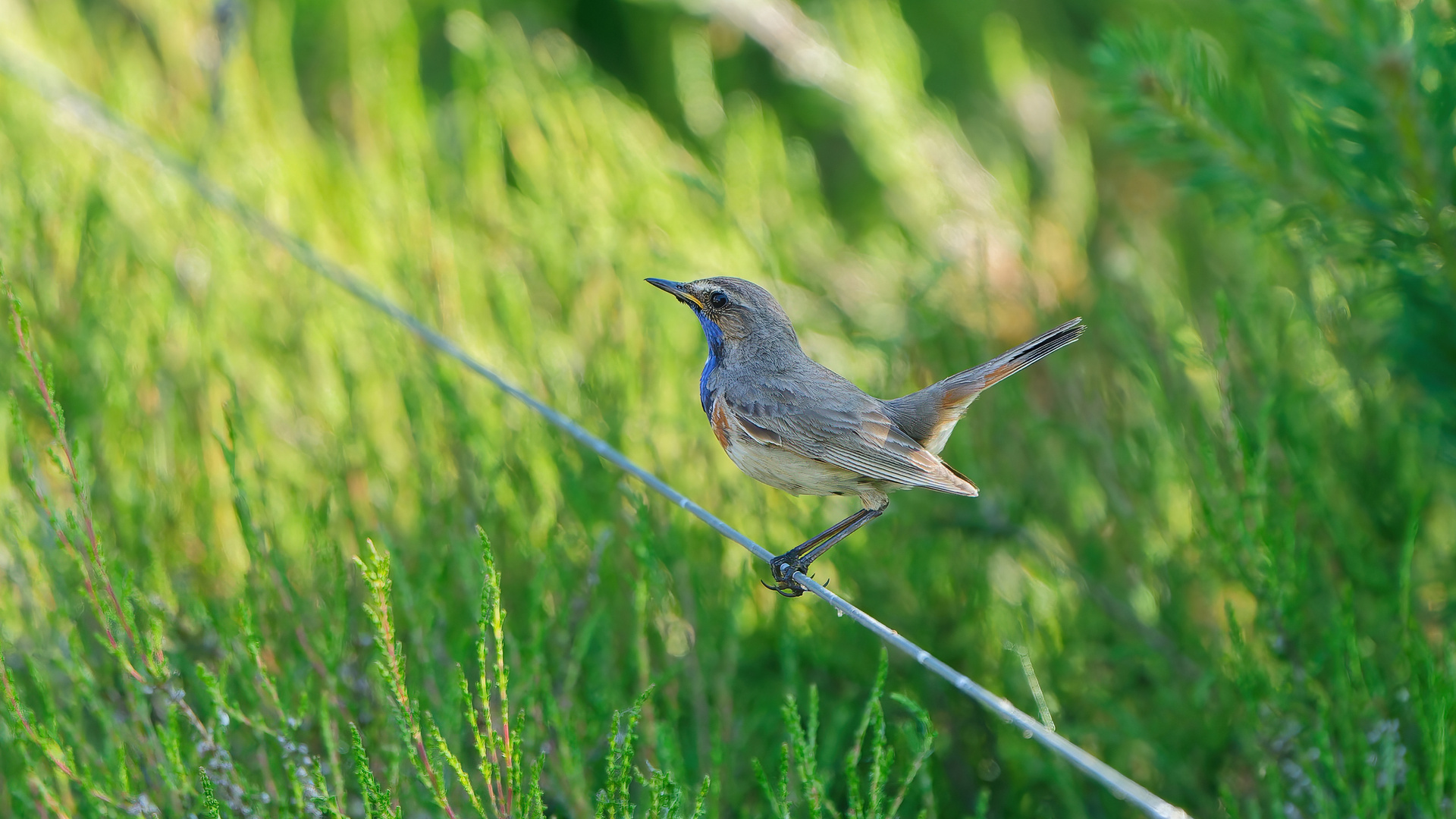 Blaukehlchen aus den Maasduinen