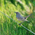 Blaukehlchen aus den Maasduinen