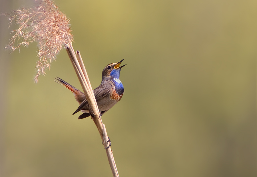 Blaukehlchen