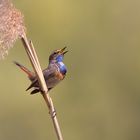 Blaukehlchen