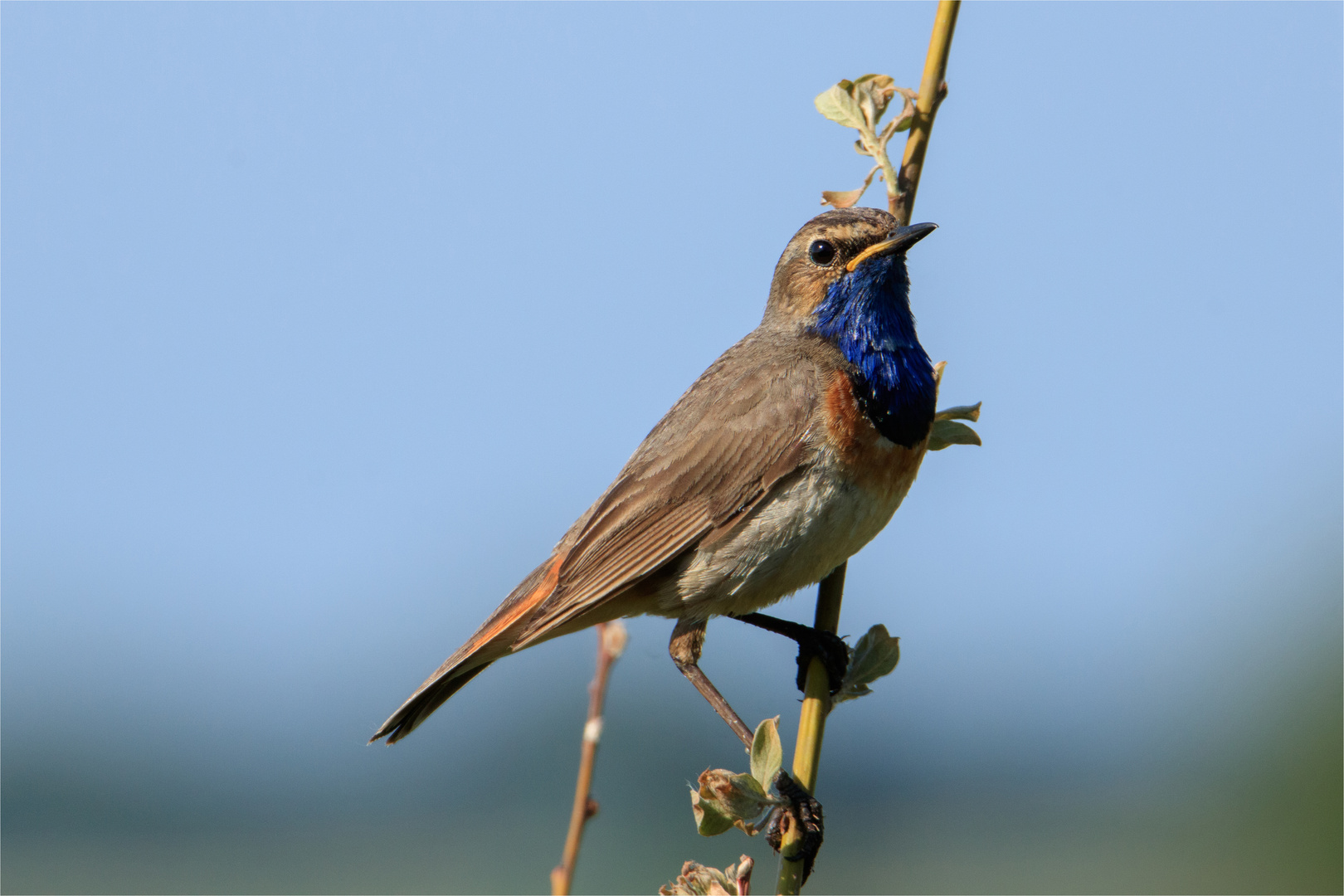 Blaukehlchen