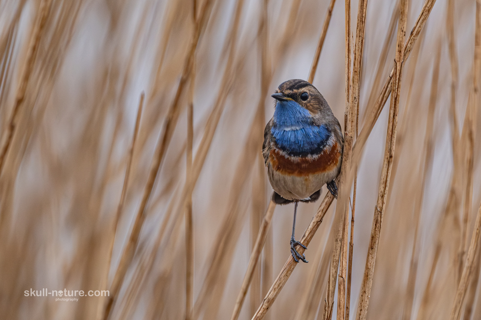 Blaukehlchen