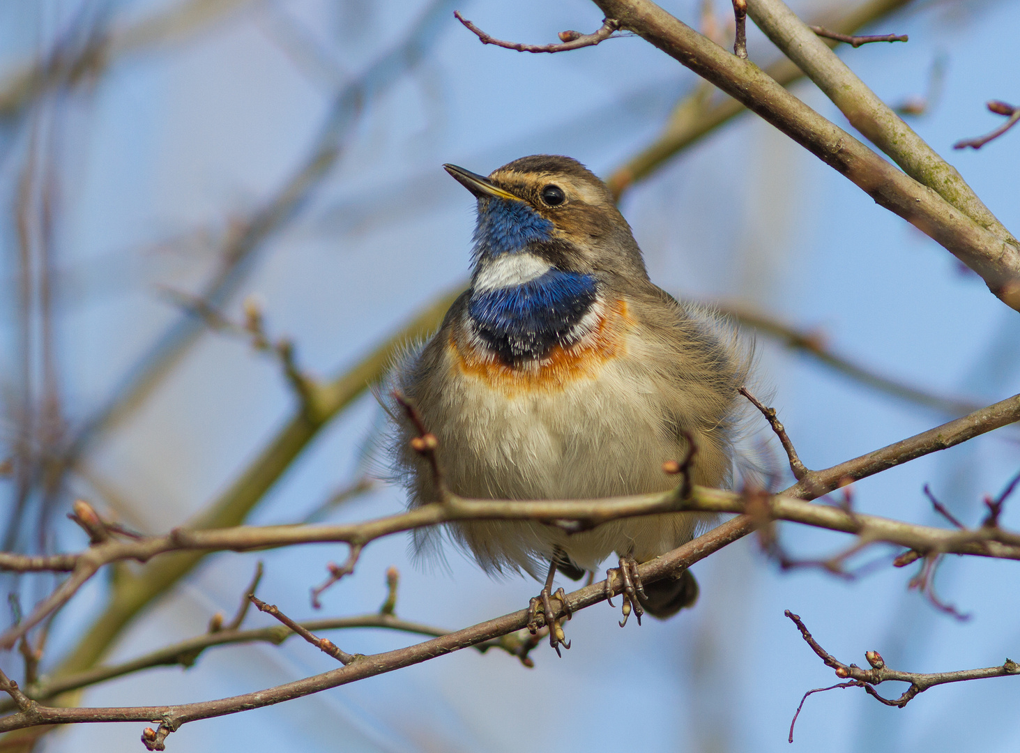 Blaukehlchen