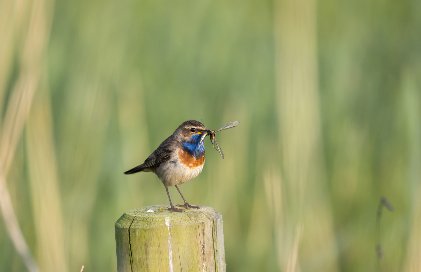 Blaukehlchen