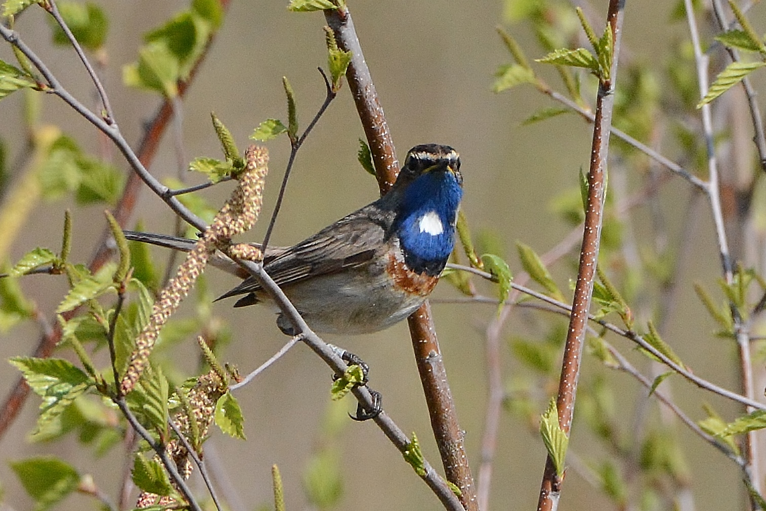 Blaukehlchen