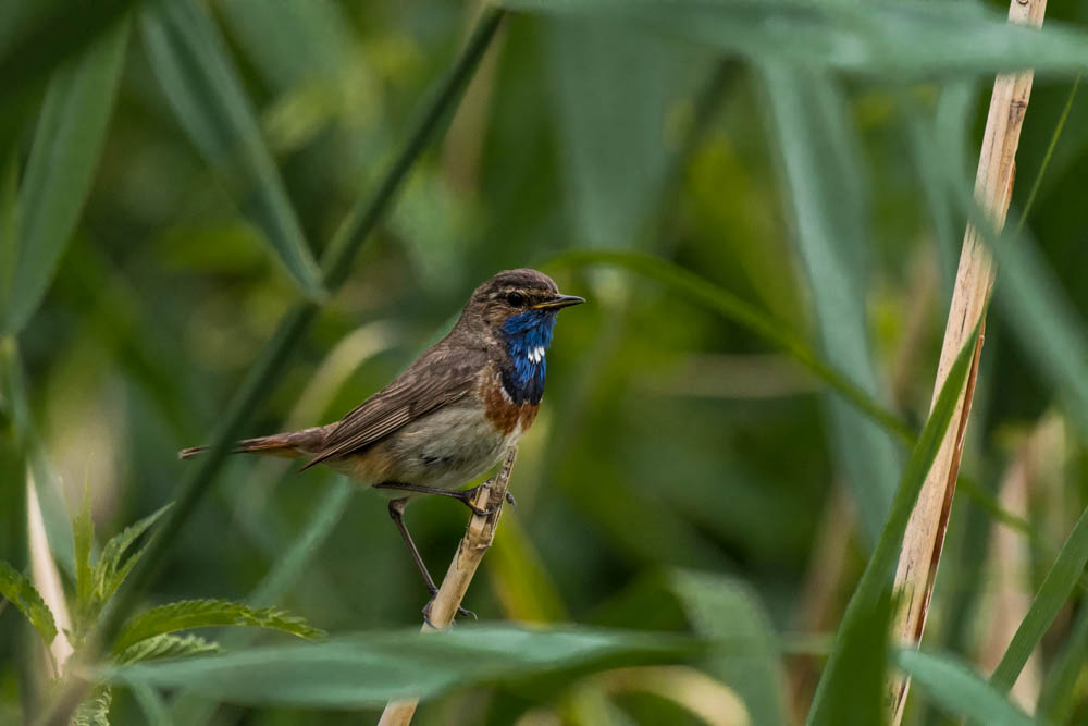 Blaukehlchen