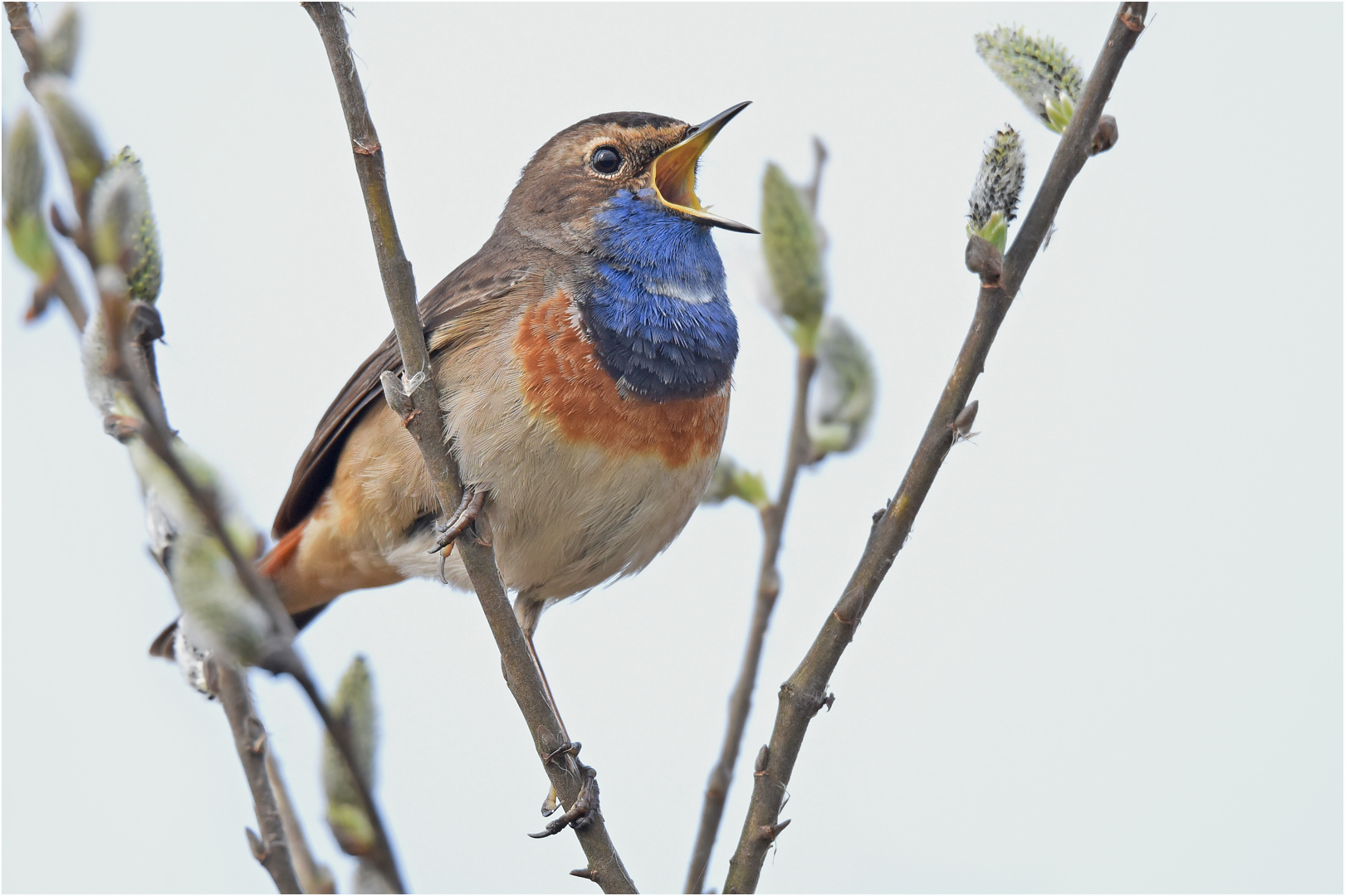 Blaukehlchen