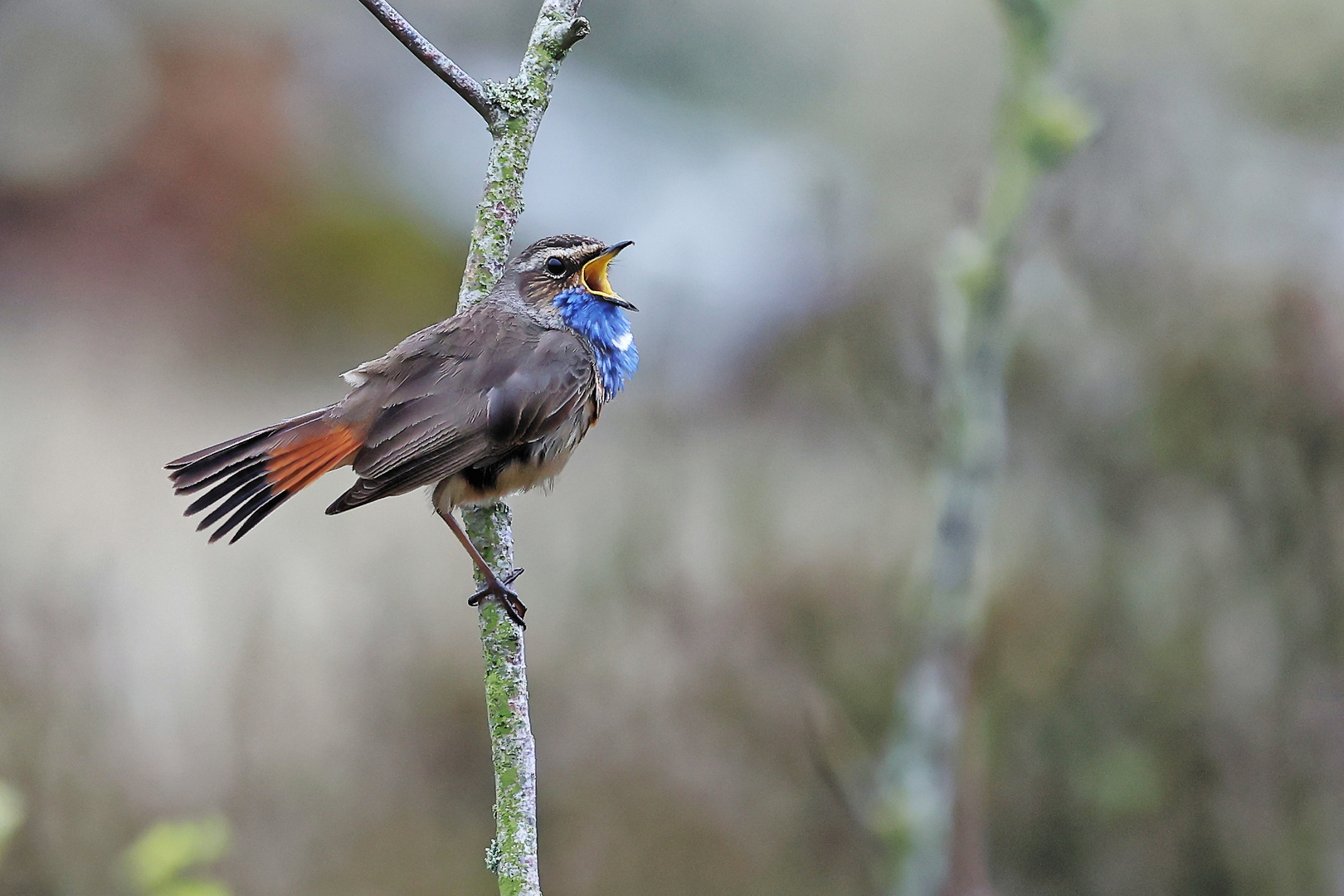 Blaukehlchen