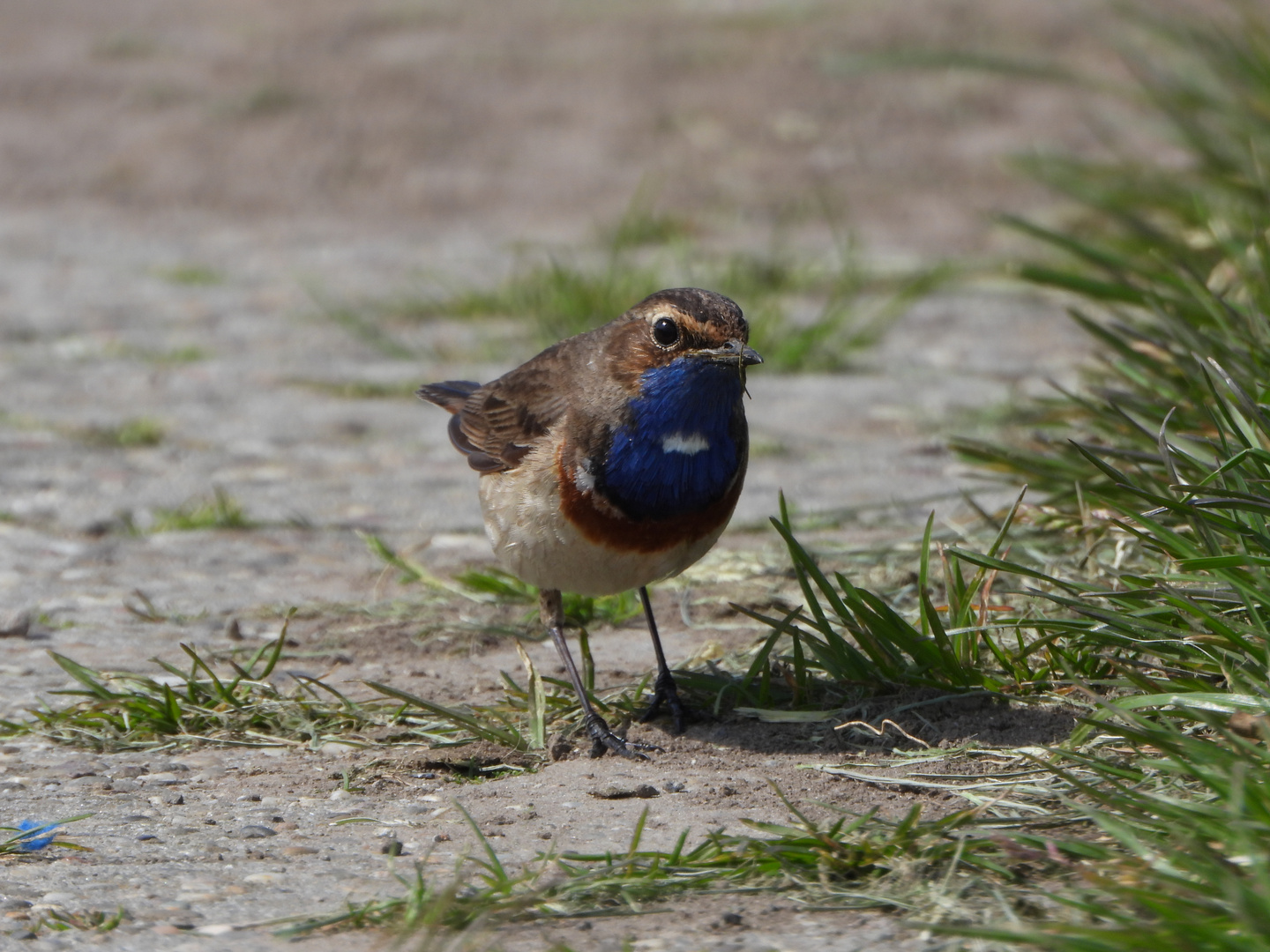 Blaukehlchen