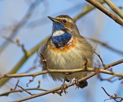 Blaukehlchen