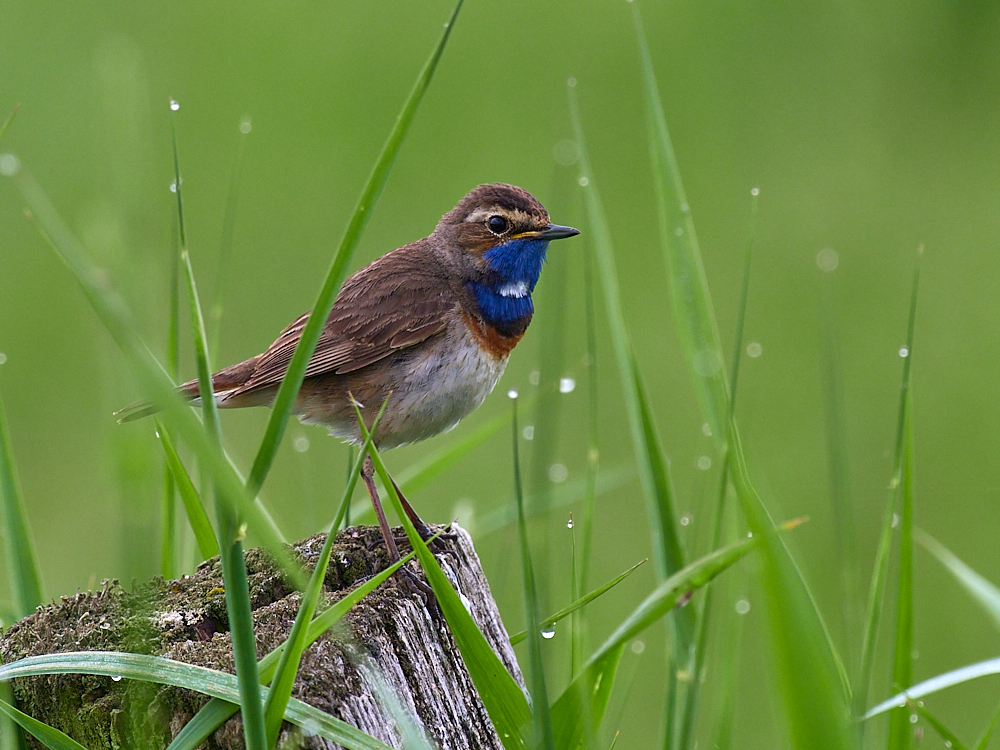 Blaukehlchen