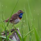 Blaukehlchen