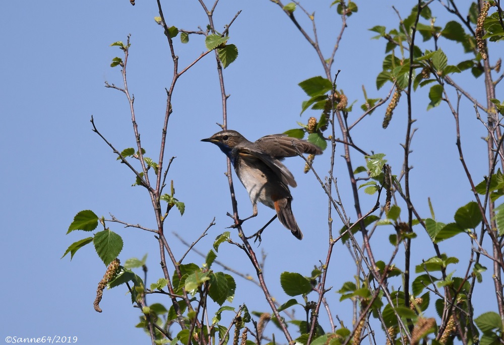 Blaukehlchen bei der Landung