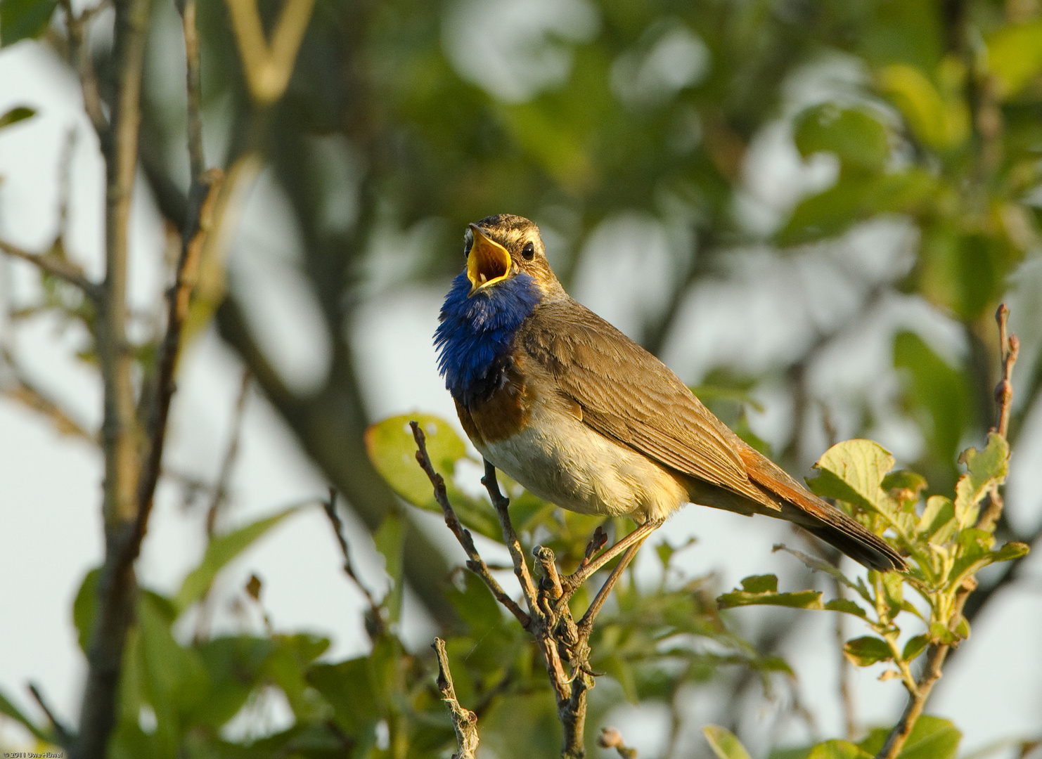 Blaukehlchen beim Singen