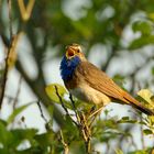 Blaukehlchen beim Singen