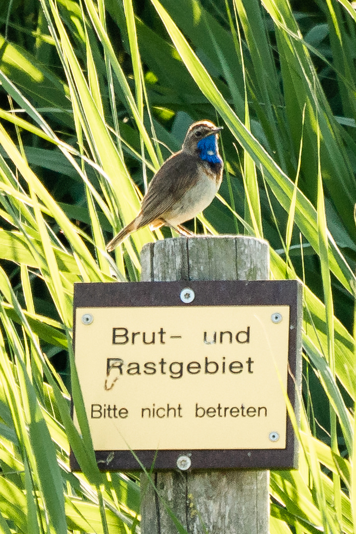 Blaukehlchen bewacht das Brutgebiet