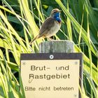 Blaukehlchen bewacht das Brutgebiet