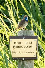 Blaukehlchen bewacht das Brutgebiet