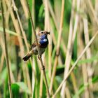 Blaukehlchen / Bluethroat (Luscinia svecica)