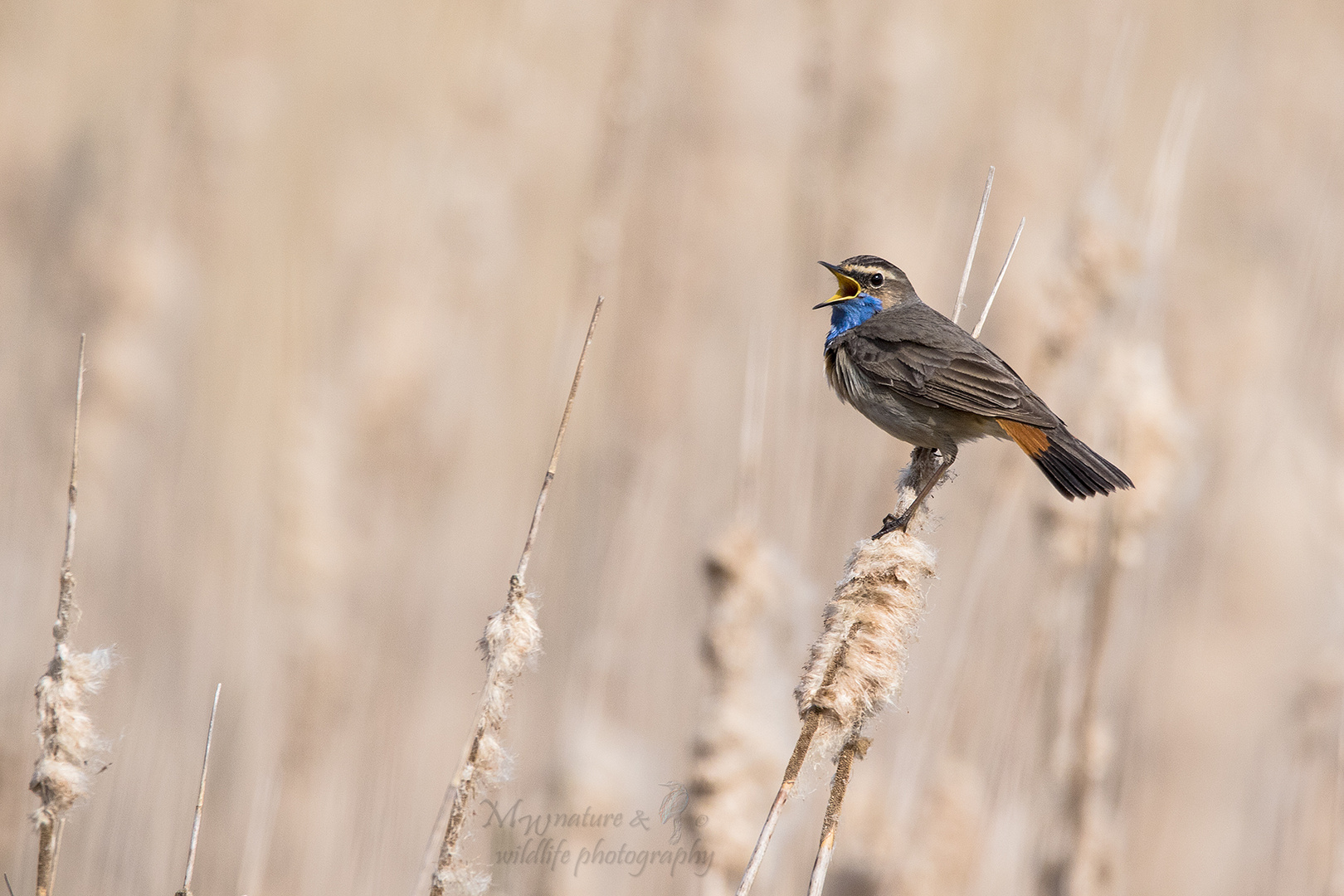 Blaukehlchen / bluethroat (Luscinia svecica)