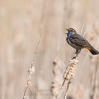 Blaukehlchen / bluethroat (Luscinia svecica)