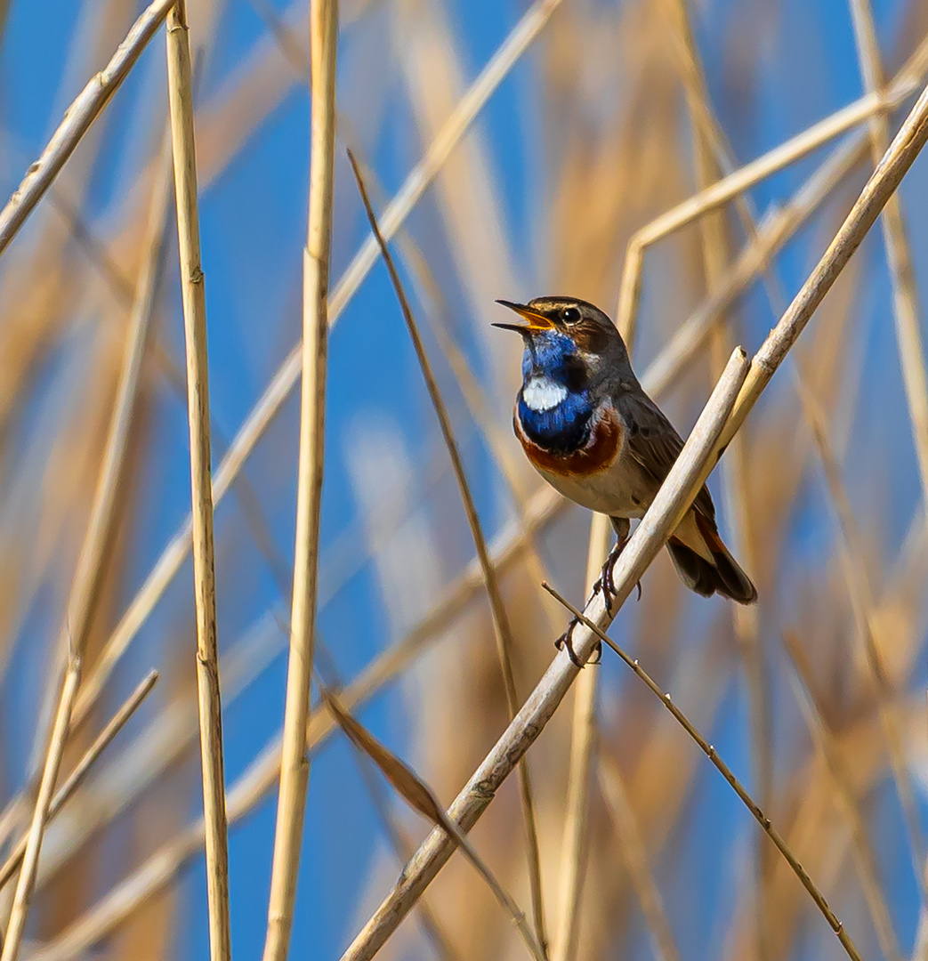 Blaukehlchen 