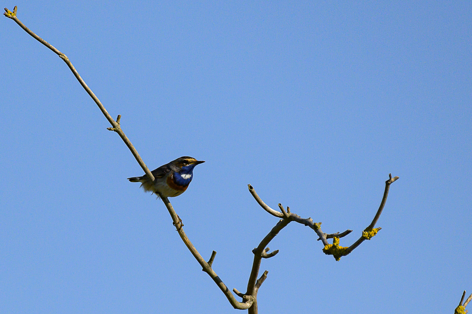 Blaukehlchen