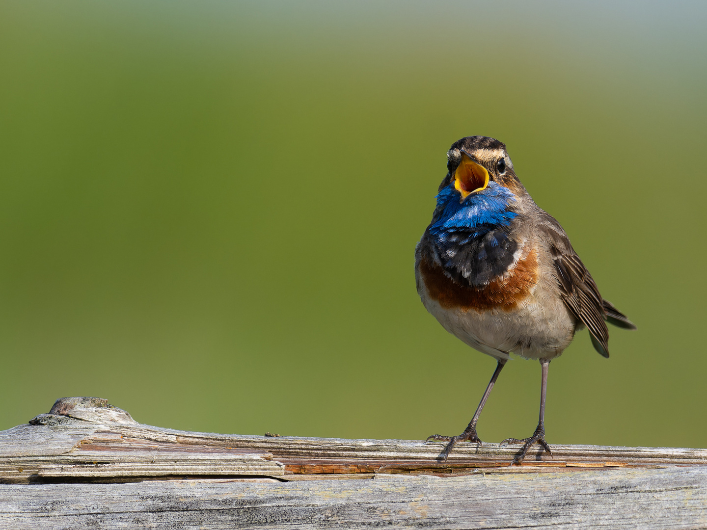 Blaukehlchen