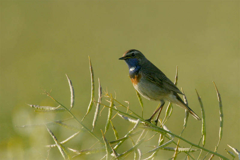 Blaukehlchen...