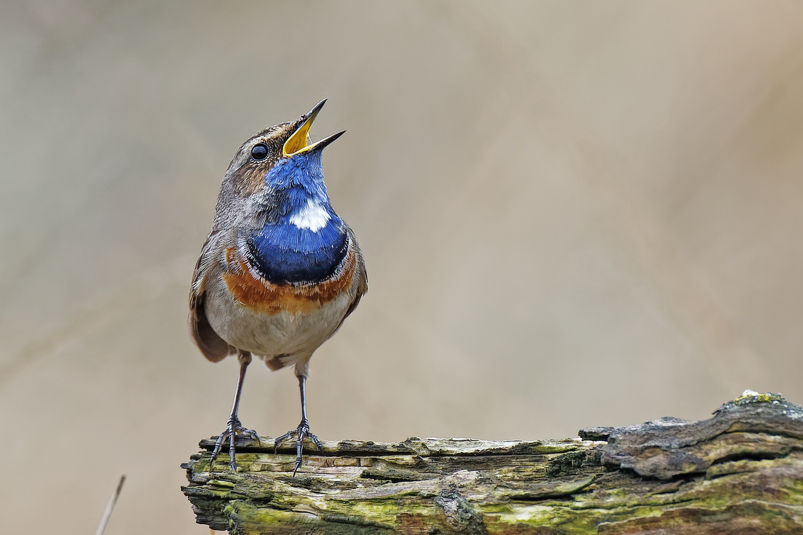 Blaukehlchen