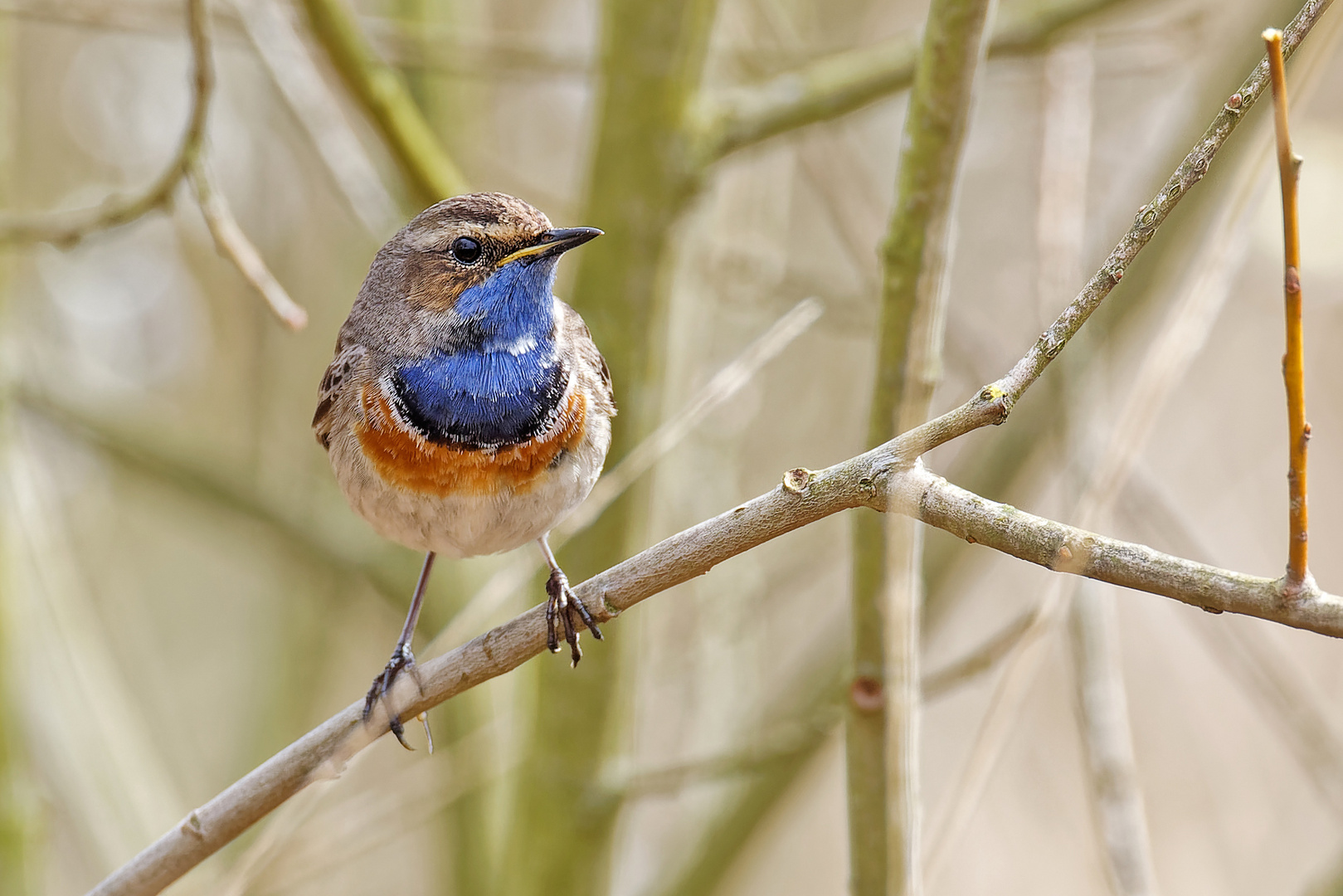 Blaukehlchen