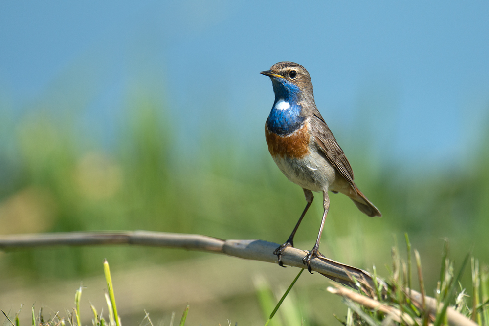 Blaukehlchen