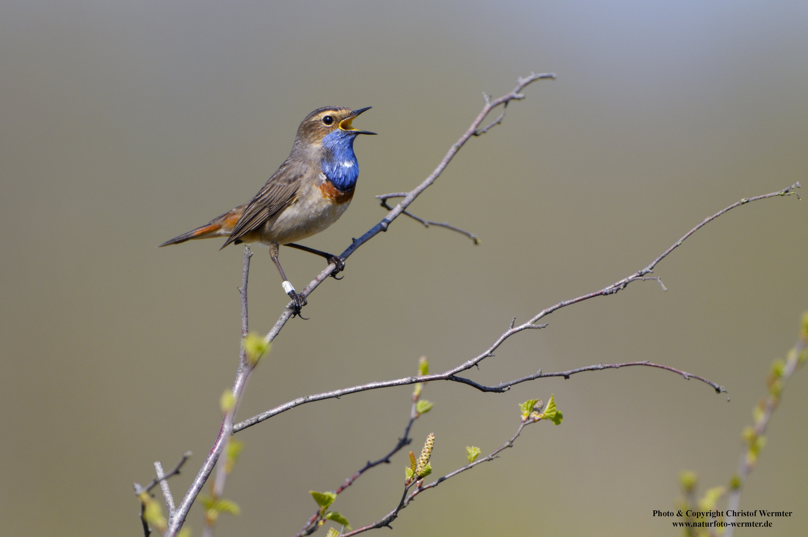 Blaukehlchen