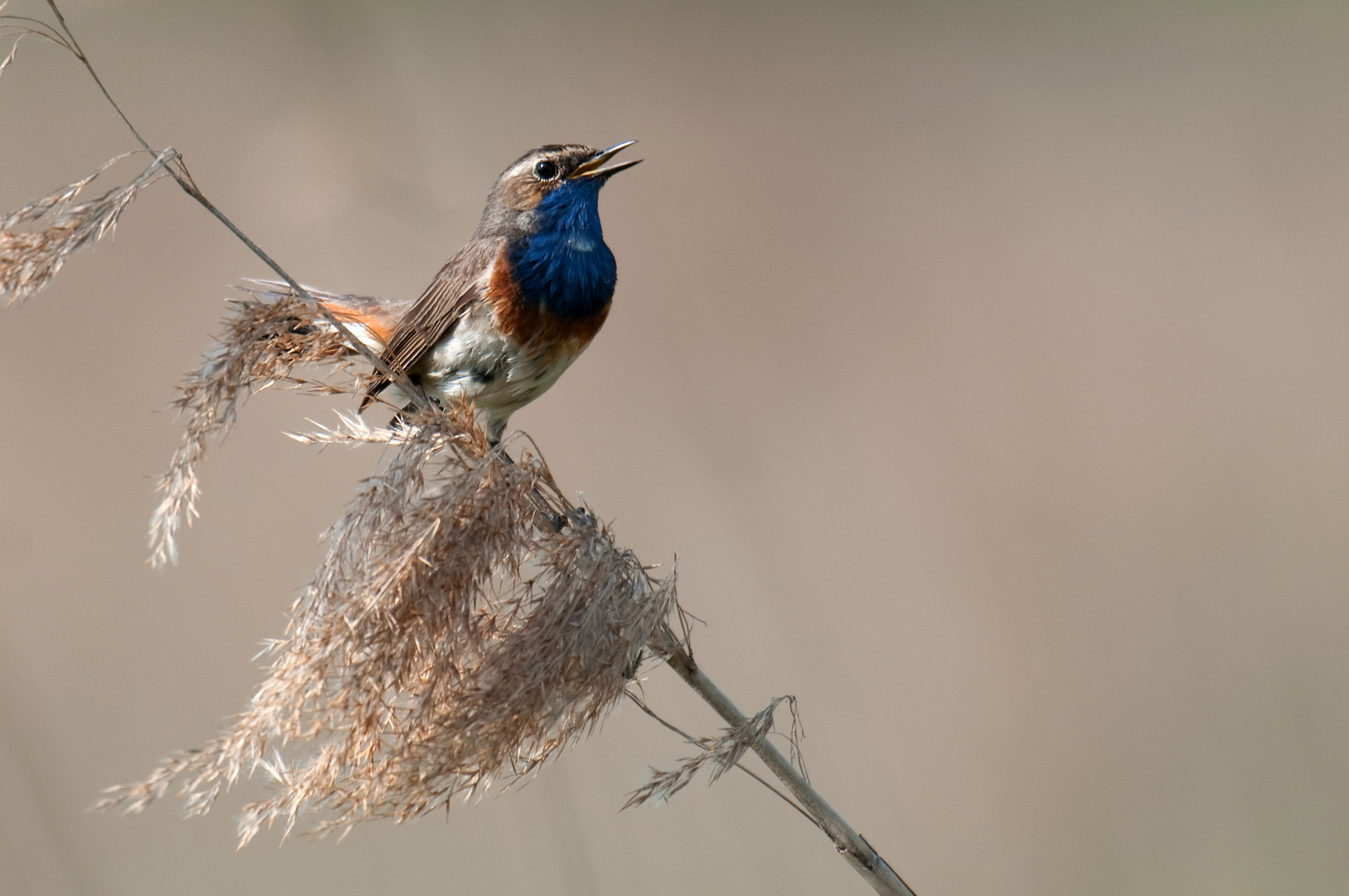 Blaukehlchen