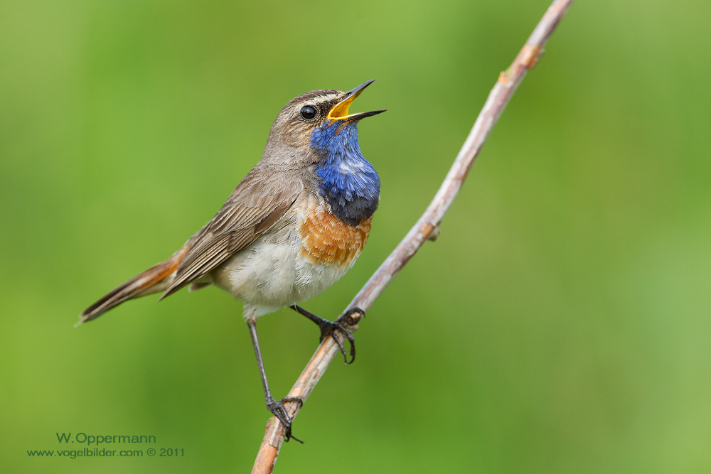 Blaukehlchen