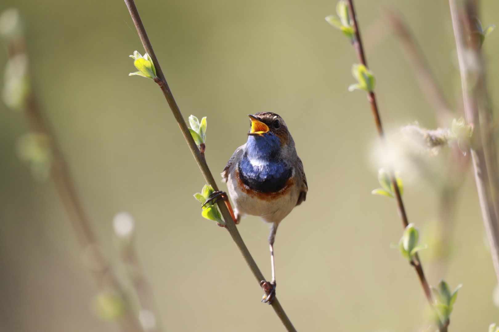 Blaukehlchen 