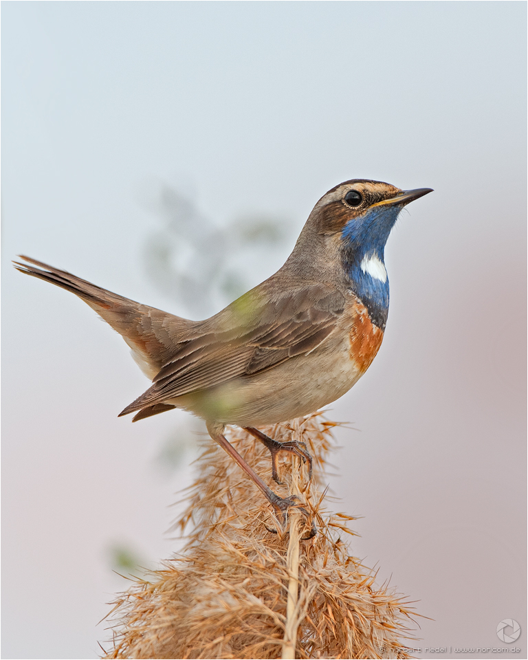 Blaukehlchen