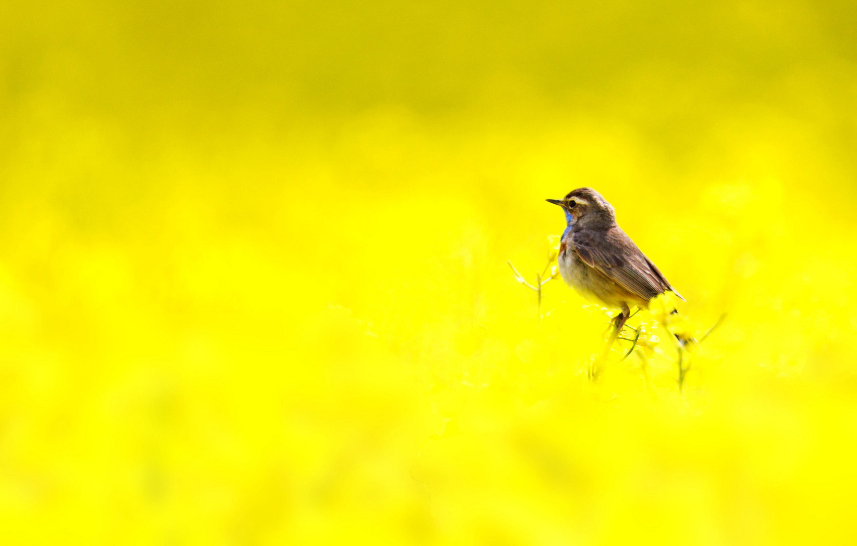 Blaukehlchen