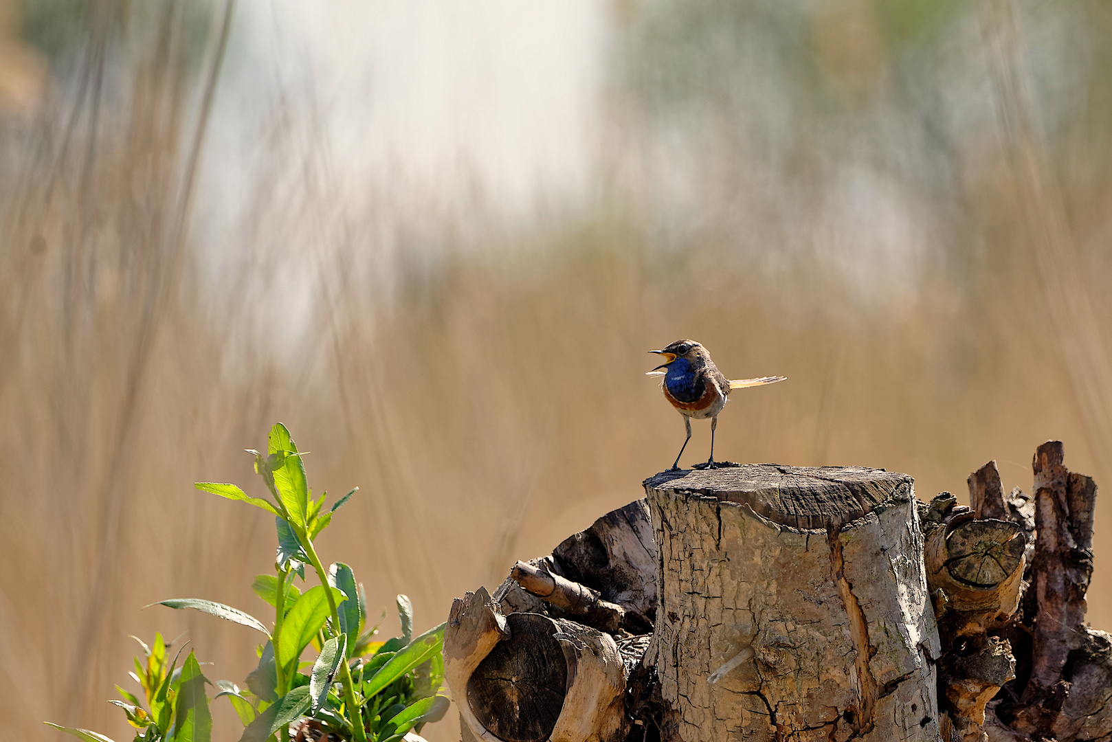 Blaukehlchen