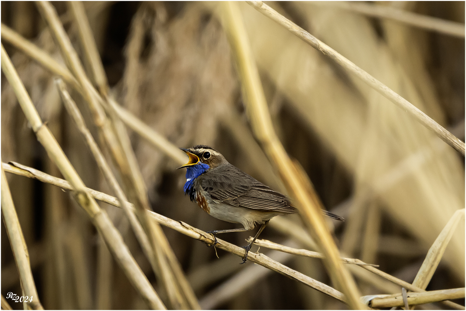 Blaukehlchen