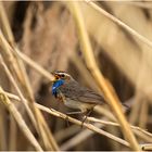 Blaukehlchen