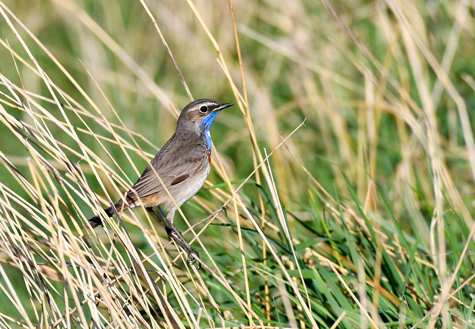 Blaukehlchen