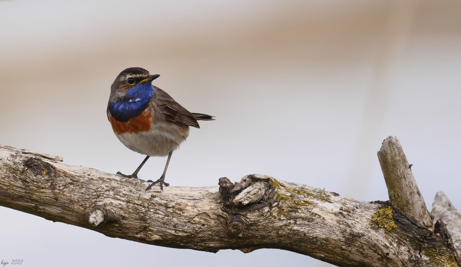 * Blaukehlchen *