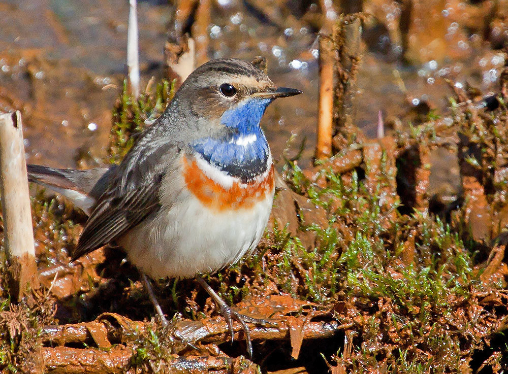 Blaukehlchen