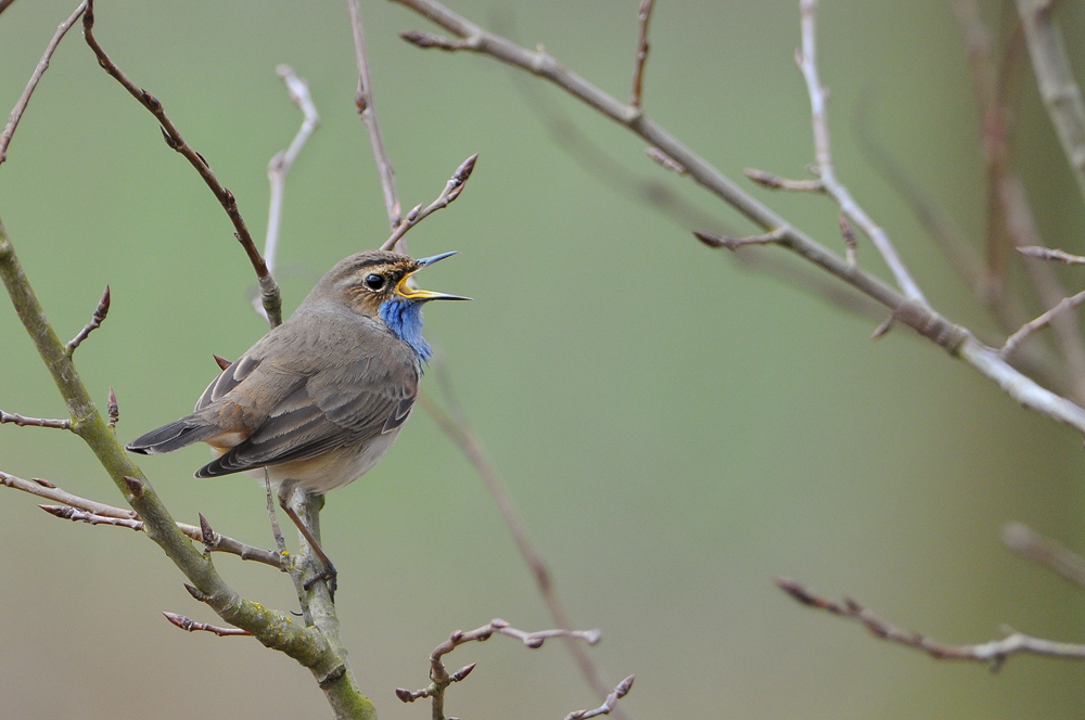 Blaukehlchen ...