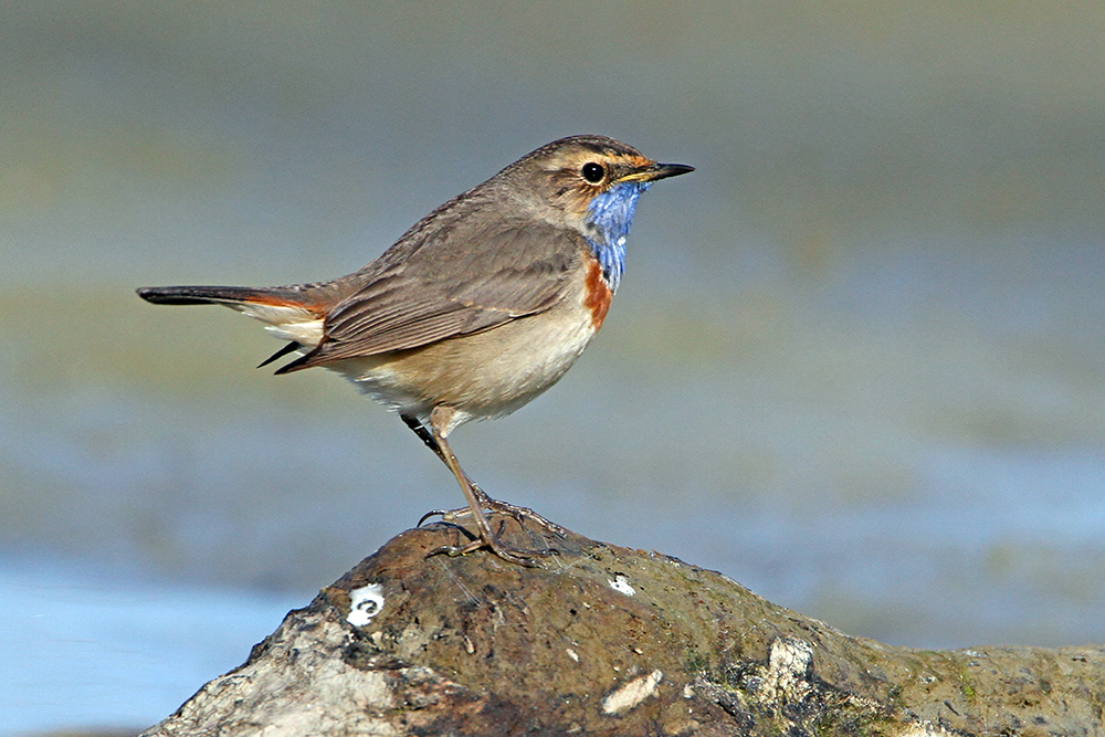 Blaukehlchen