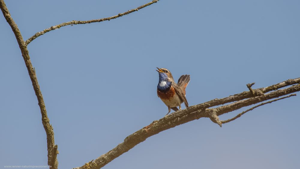 Blaukehlchen