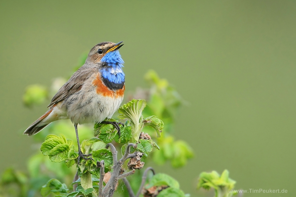 Blaukehlchen